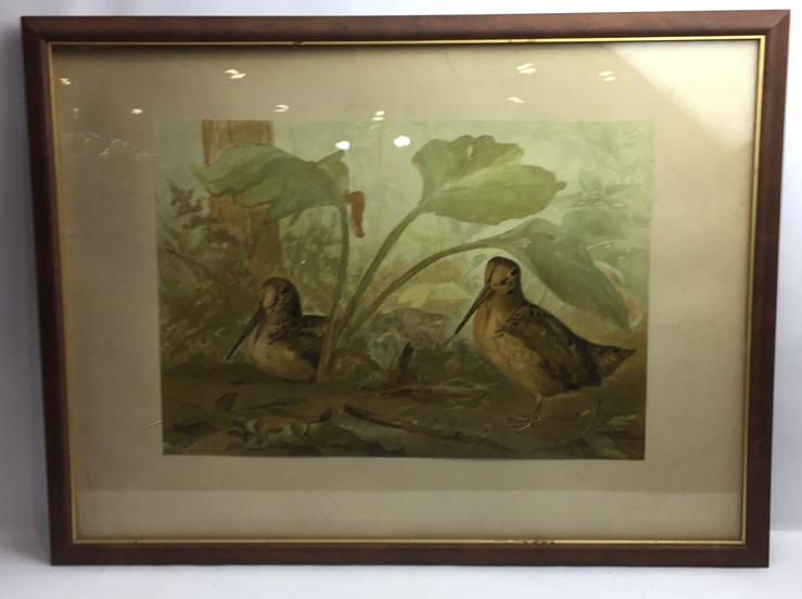 The Woodcock by Alexander Pope Jr.: 1849-1924, From Upland Game Birds and Water Fowl of the United States, Chromolithograph, Signed in lower right corner, 30 inches by 22.5 inches, see photo