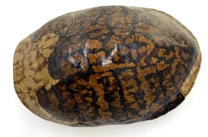 Turtle Shell Fossil