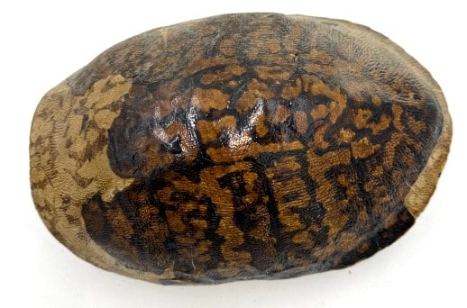 Turtle Shell Fossil: Has a hook to hang on wall, fossil inside, 12 inches long by 9 inches wide, see photos