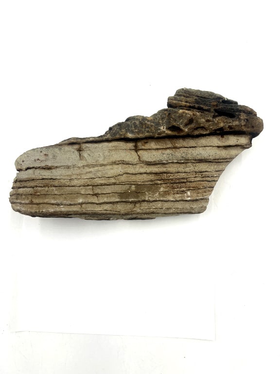 Fossilized Mammoth Molar Section - 2