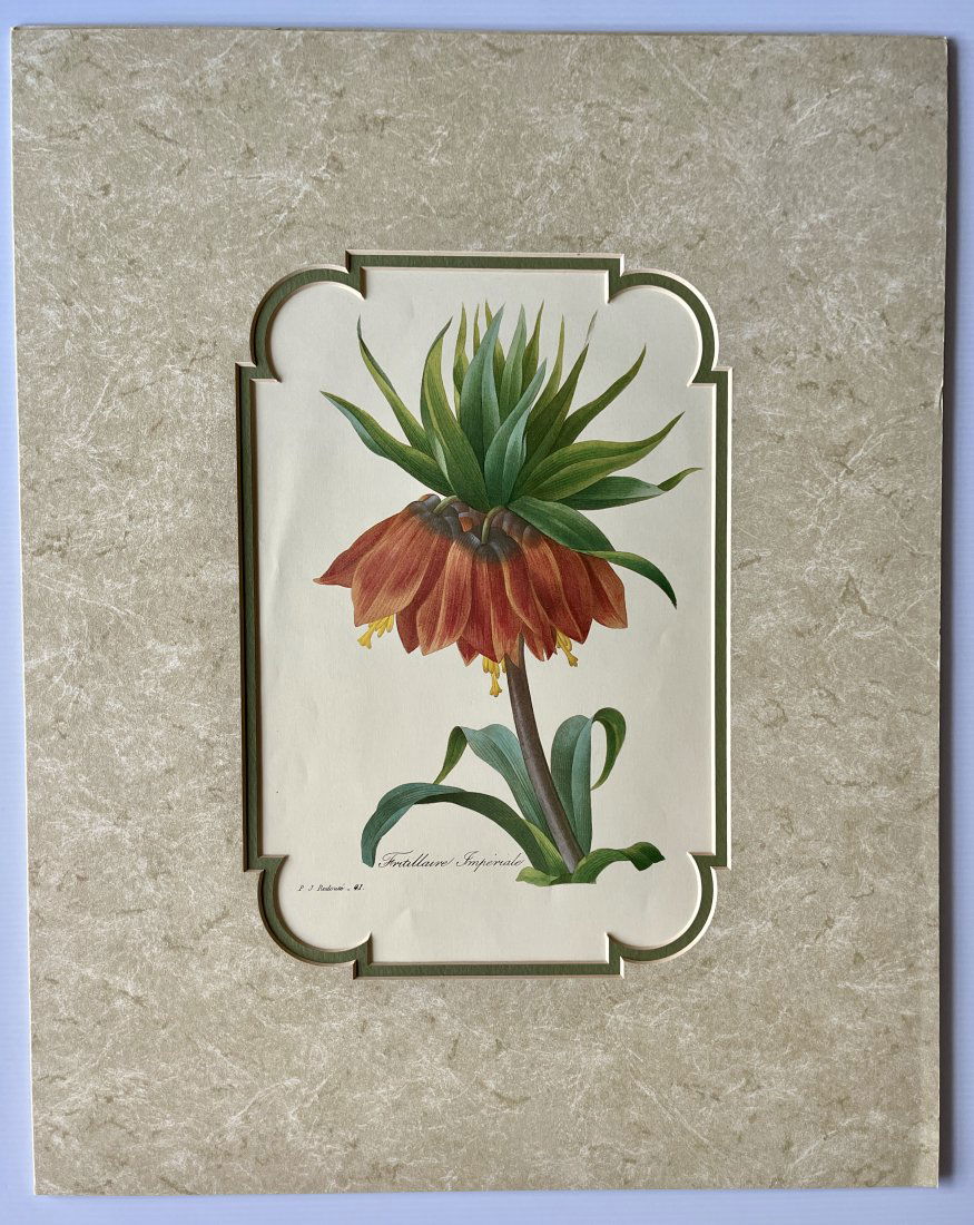 Fritillaria Imperialis - Pierre Joseph Redoute (1 of 1)