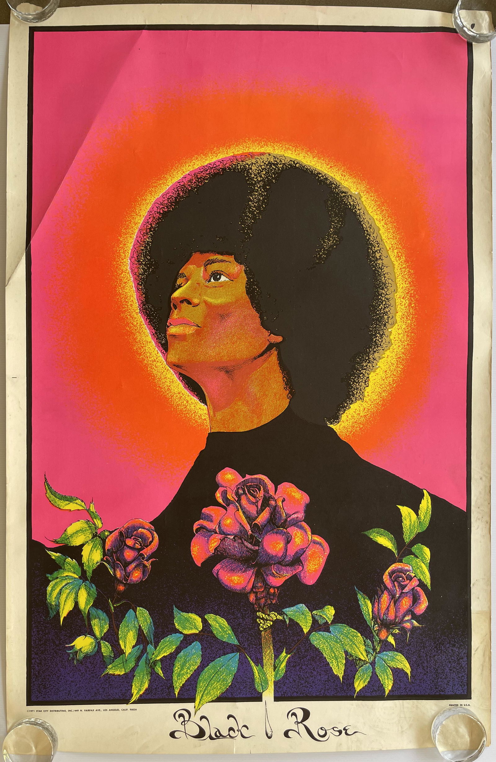 BLACK ROSE BLACKLIGHT (1 of 1)