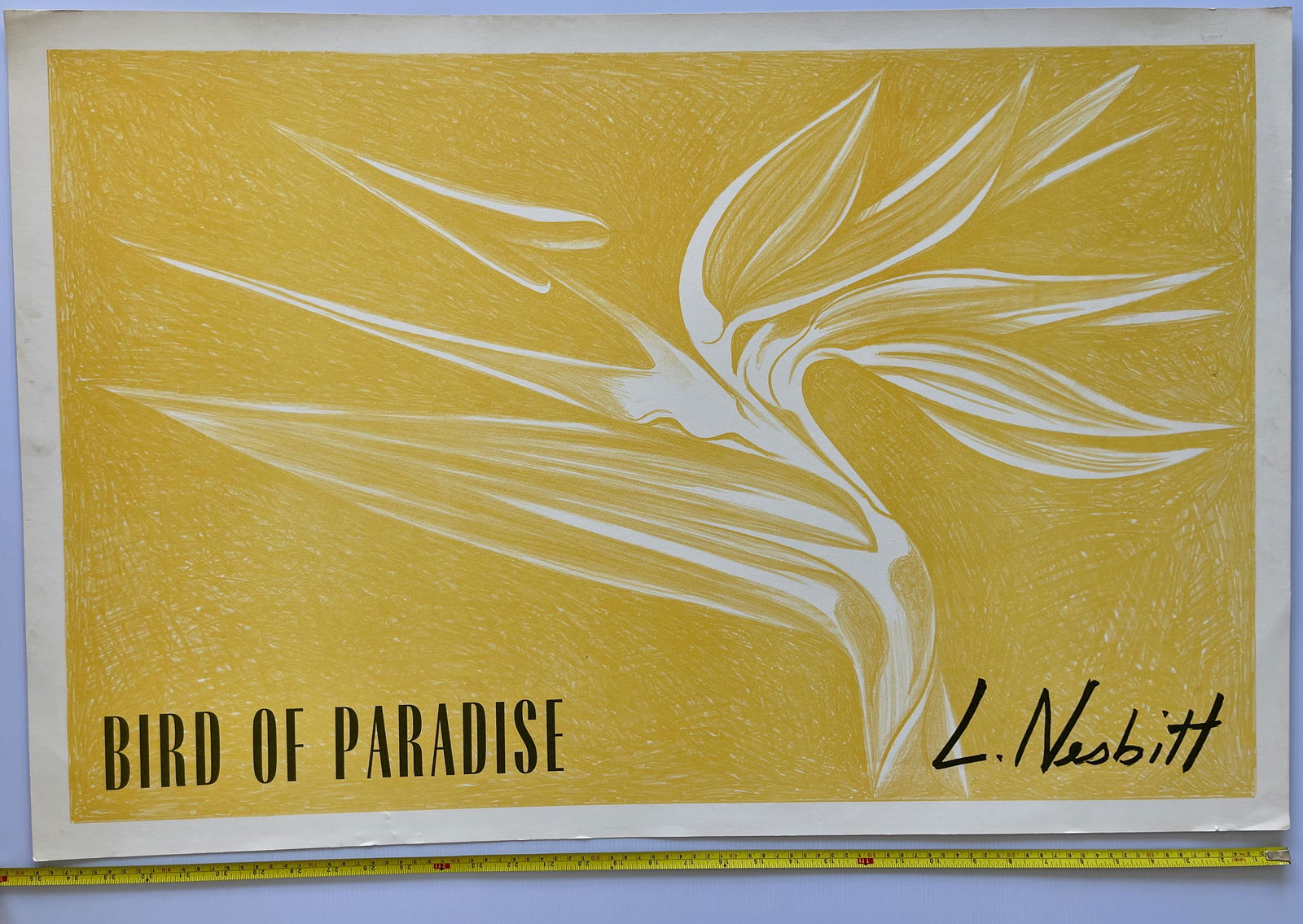 TULIPS - L. NESBITT (1 of 1)