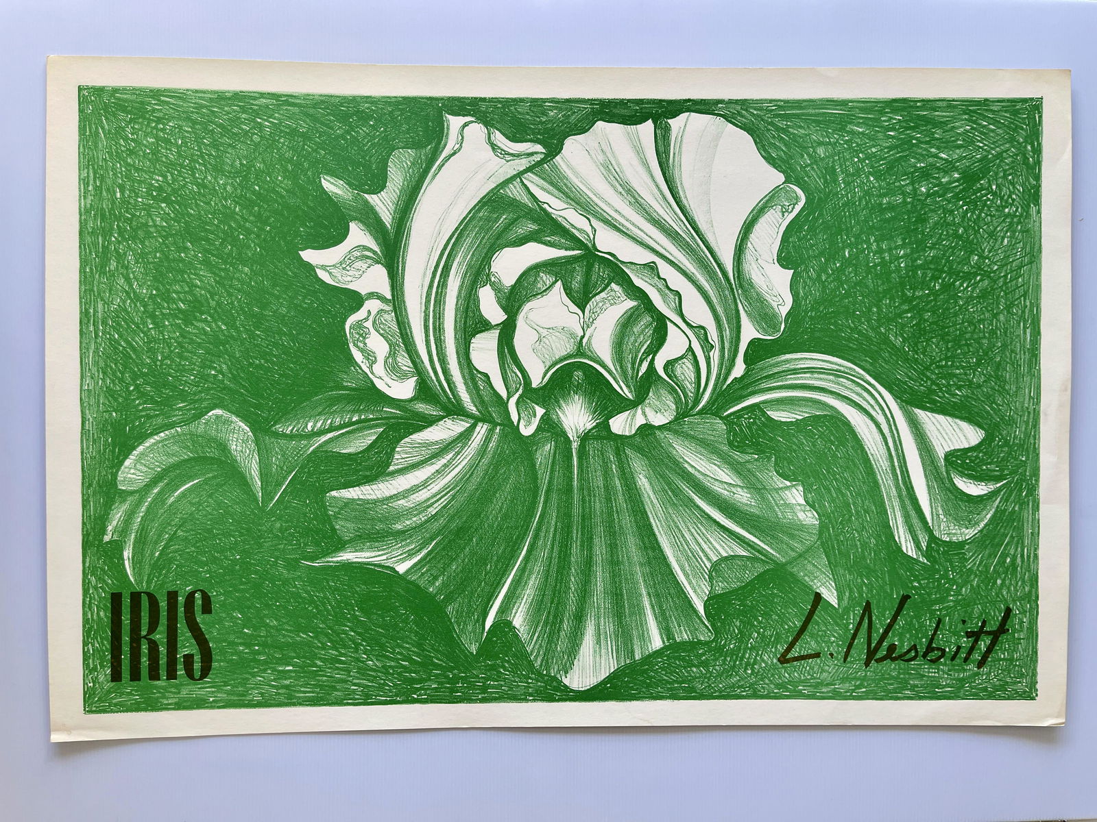 IRIS - L. NESBITT (1 of 1)