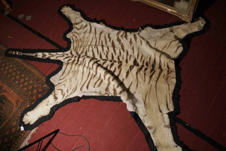 A tiger skin rug.: A tiger skin rug.