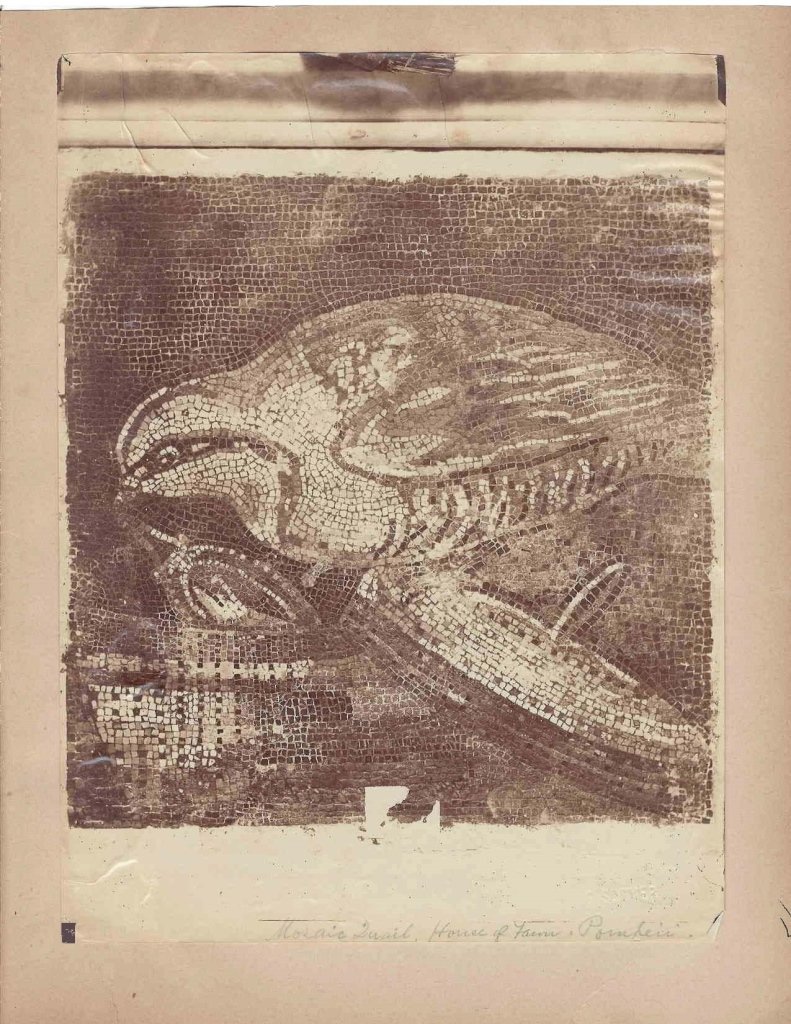 Albumen Print "Mosaic Quail": 1880s, Albumen Print "Mosaic Quail", attributed to Edwin G. Sommer. Dimensions 8 in., 10 in.