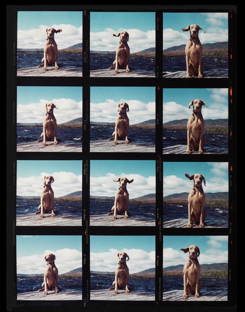 William Wegman, "Fay on the Dock": Artist Name: William Wegman Title: Fay on the Dock Year: 1988 Edition: Edition Of 50 Medium: Archival Pigment Print Dimensions: 10h x 8w x 0d in Signed: Accompained by a signed Certif