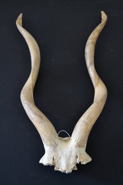 Exotic Antler Wall Mount (1 of 2)