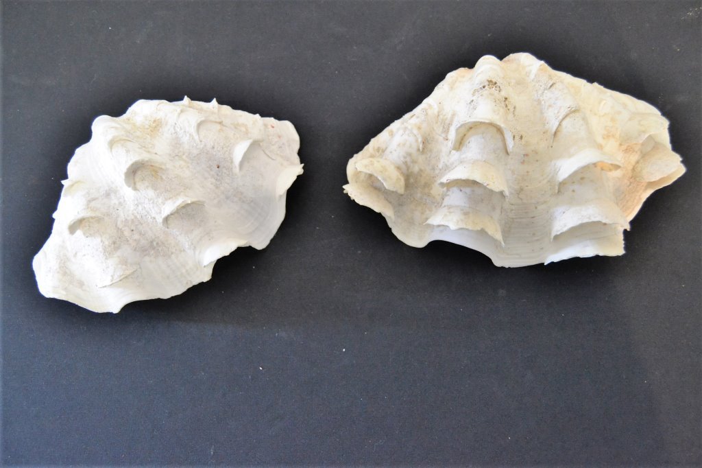 Pair Clam Shells (1 of 2)