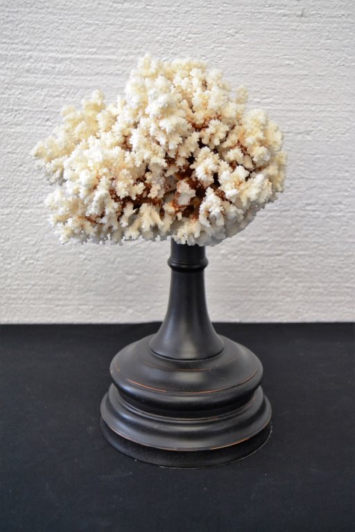 Coral with Base: 27" Height 12" Width