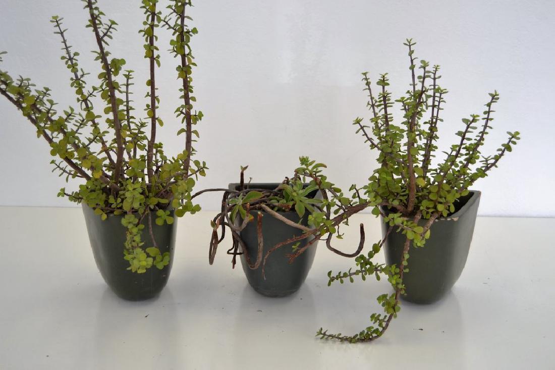 Architectural Pottery Wall Hung Planters - Set 3 (1 of 6)