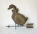 Copper duckling weathervane, 22 inches tall. Condition: