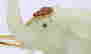 item-59456861=4