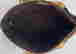 item-102263149=6