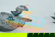 item-210019725=12