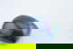 item-210020052=3