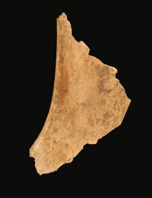 A Chinese Oracle Bone Fragment