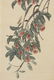 AN INK PAINTING 'LYCHEE AND GRASSHOPPER' BY QI BAISHI - 9