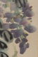 Qi Baishi: ink and color on paper 'Wisteria' - 9