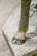 2pc. Lot of Concrete Deer 47"H, 45" x 18 1/2" - 11