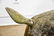 2pc. Lot of Concrete Deer 47"H, 45" x 18 1/2" - 3