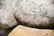 3pc. Lot of Concrete Deer 33 1/2"H, 33" x 17 / - 11