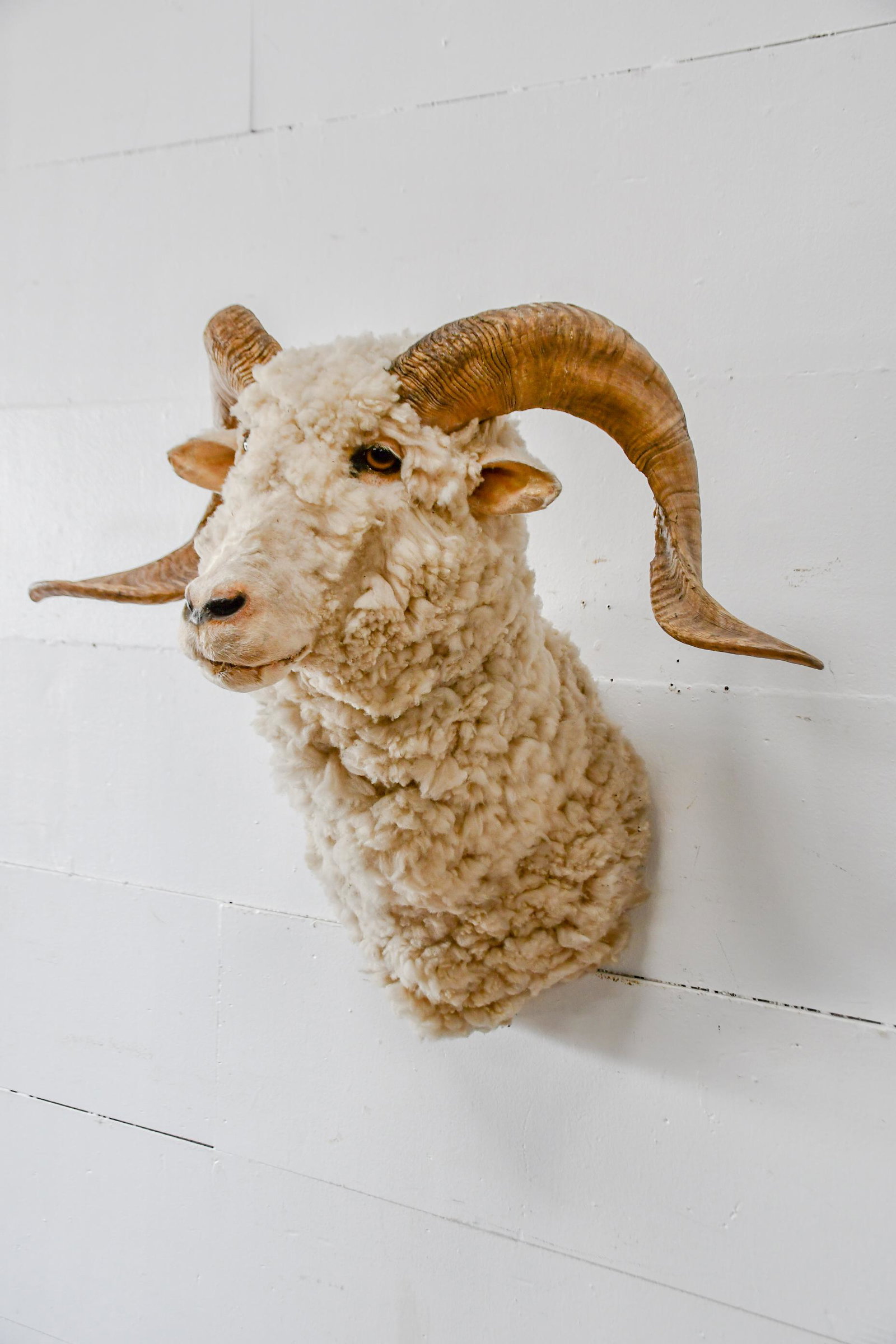 Ram Head Mount 28"H, 31" x 16": Ram Head Mount 28"H, 31" x 16"