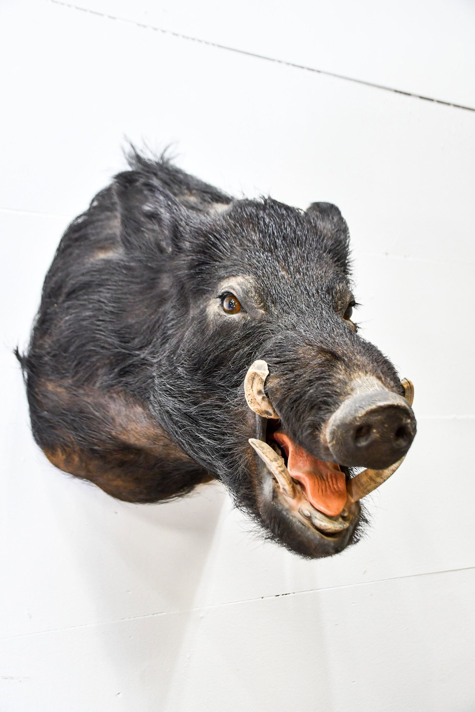 Wild Boar Mount 19"H,   13 1/2"  x   24 1/2" (1 of 4)