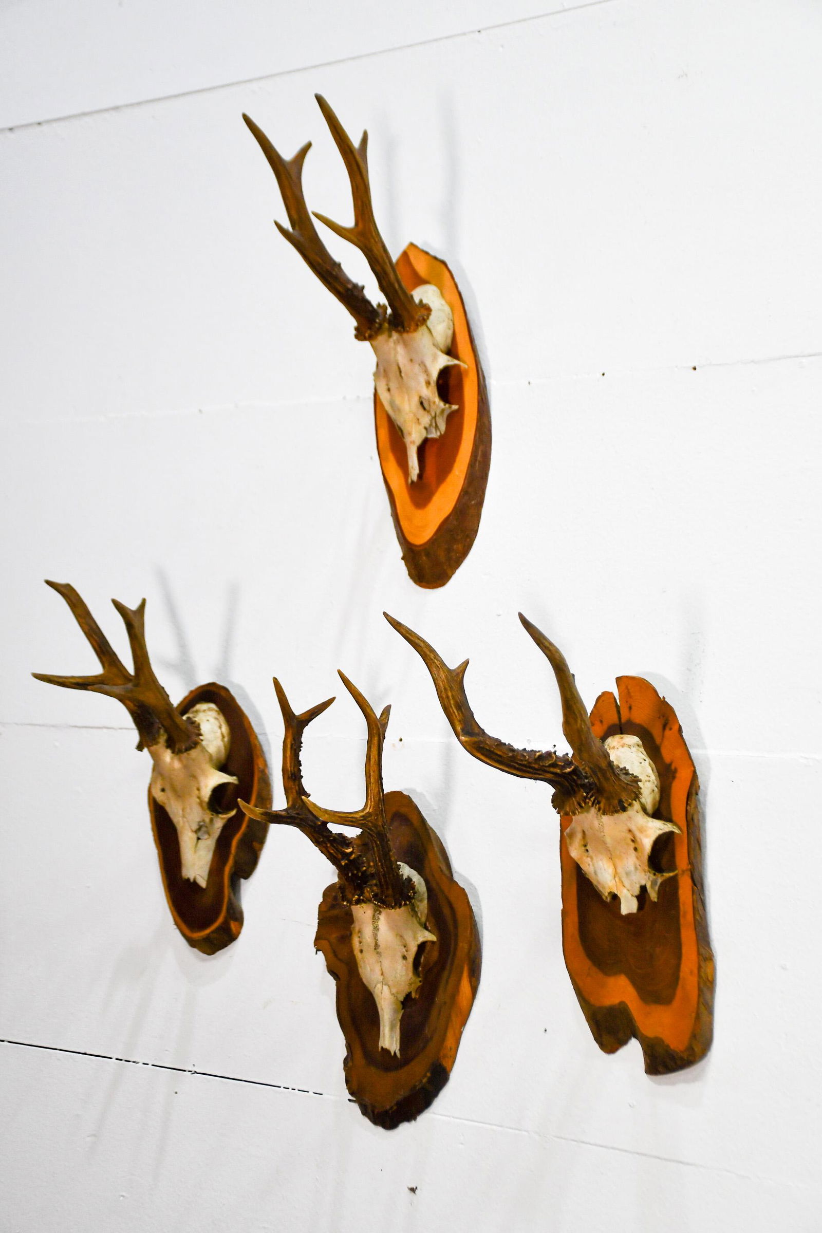 4pc. Lot of Roebuck Deer Antler Mounts 13"H,   6"L (1 of 5)