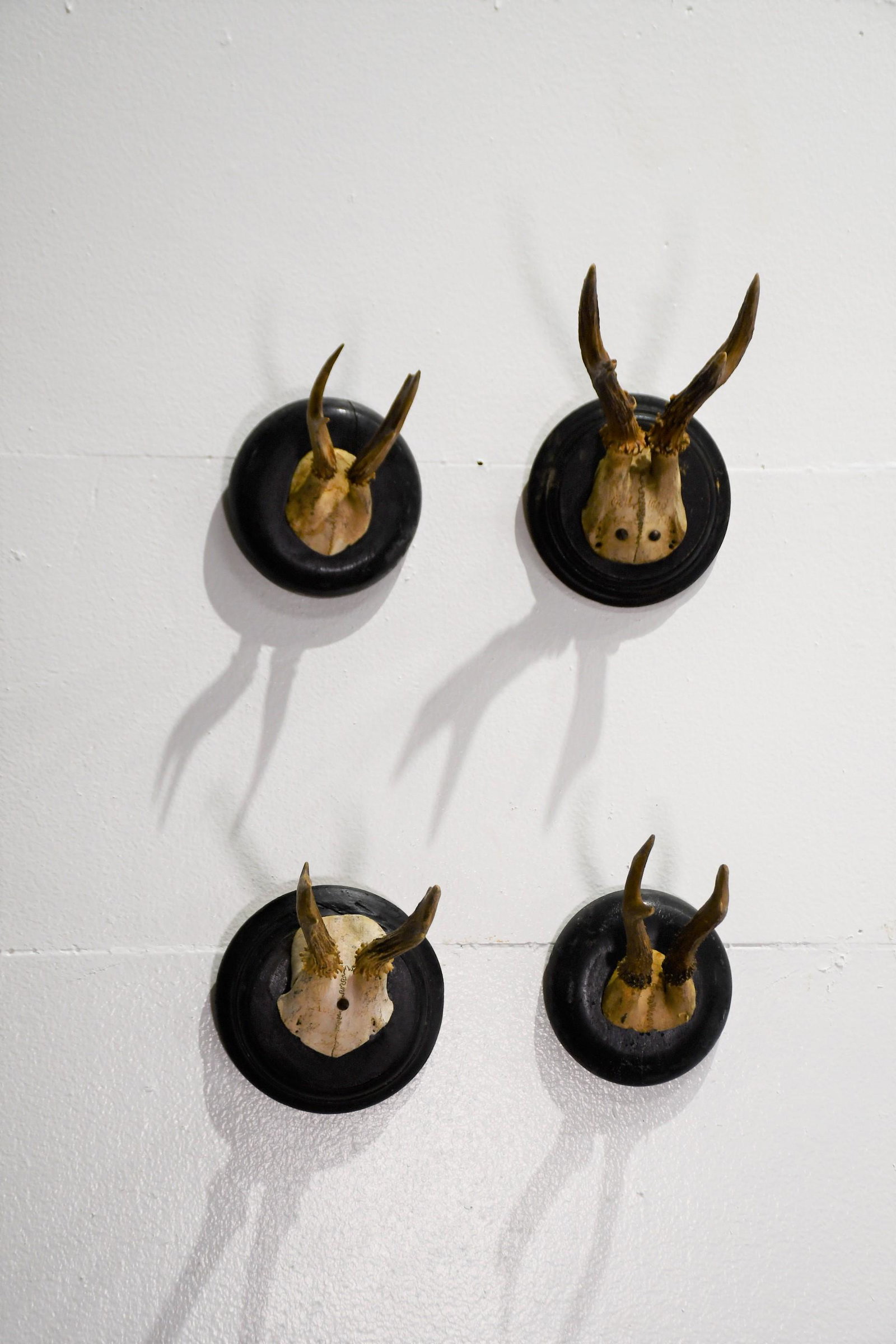 4pc.Lot of Roebuck Antler Mount 7 1/4"H   /   6"H   /   6 1/4"H   /   6 1/2"H (1 of 4)