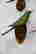 item-133350932=2