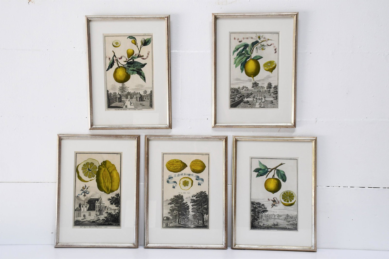 5 PC Vintage Book Plates Johann Christoph Volckamer    /   silver leaf frame    /    19"  x  14" (1 of 11)