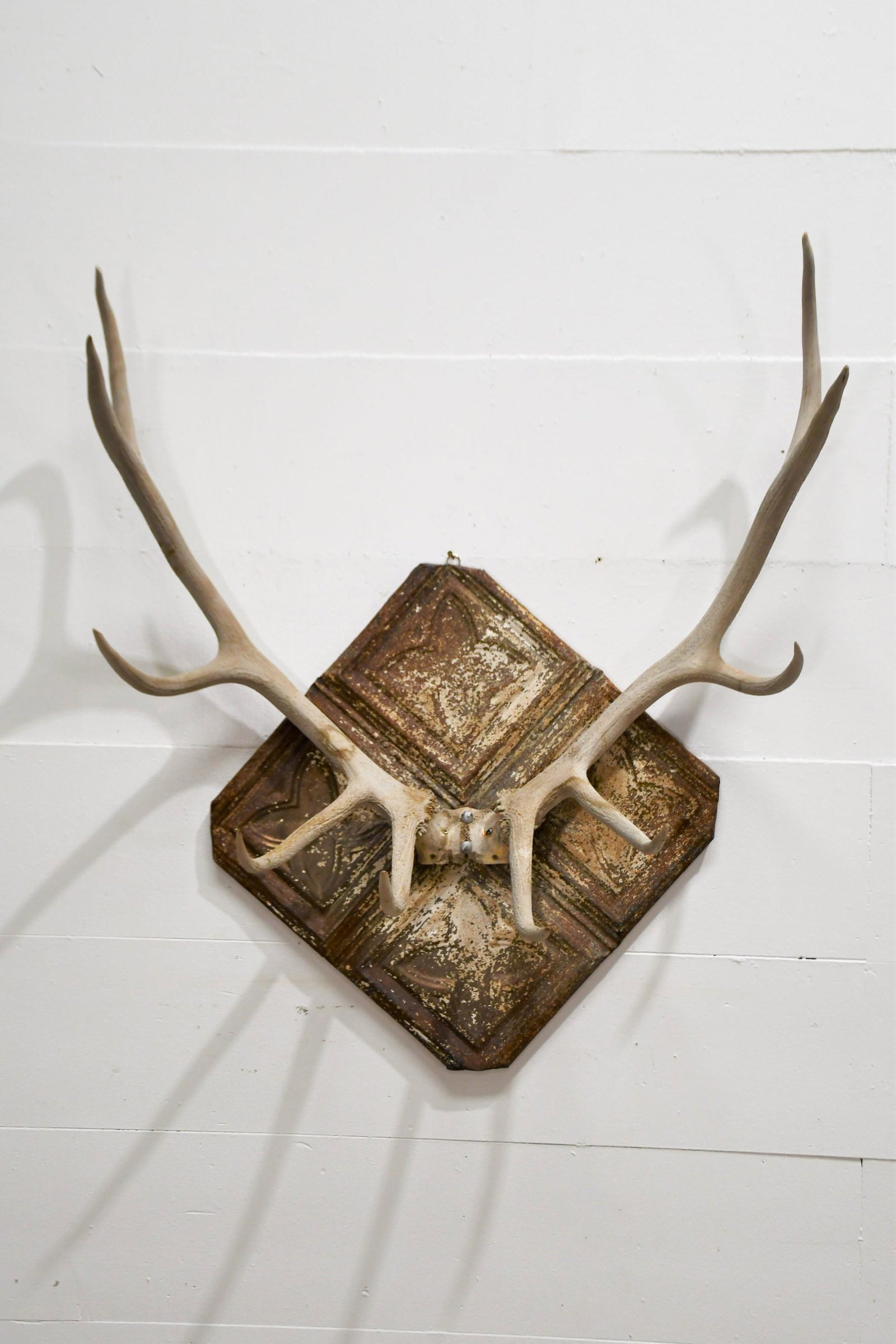 Elk Antler Mount on Ceiling Tin 48"H  x  39"L  x  18"W (1 of 4)