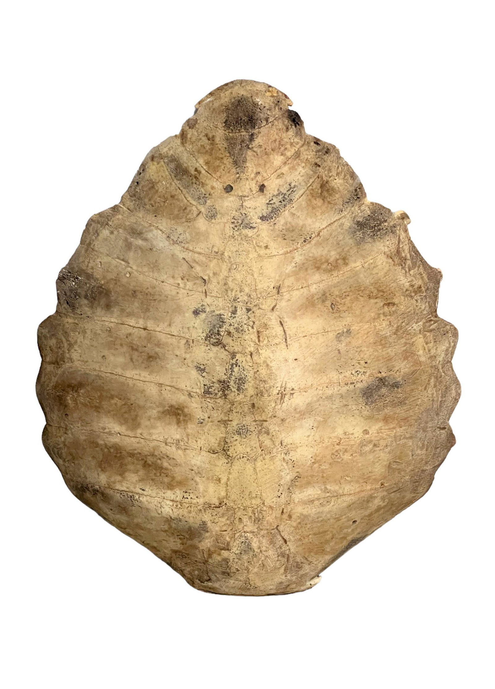Turtle Shell 24"H x 23"L (1 of 4)