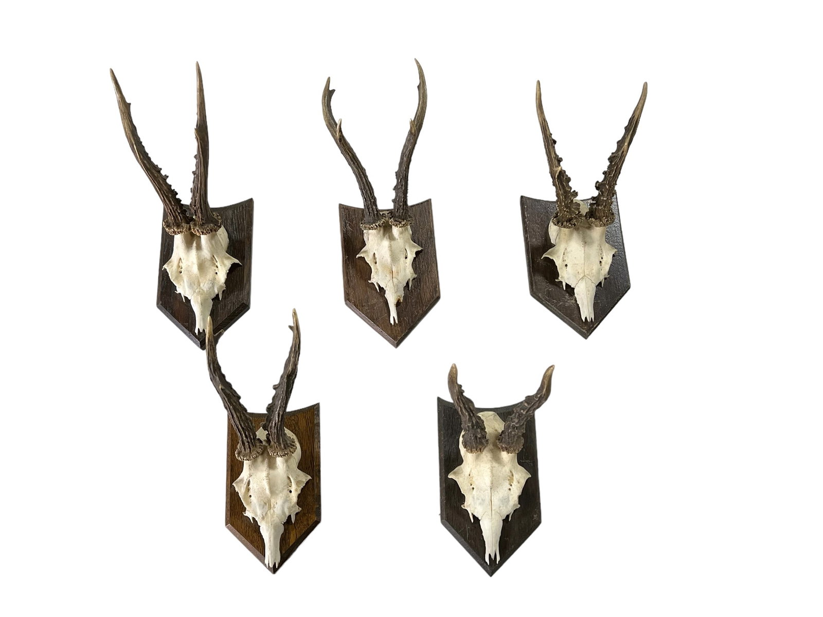 5pc. Lot of Roebuck Antler Mounts tallest  -  12"H (1 of 11)