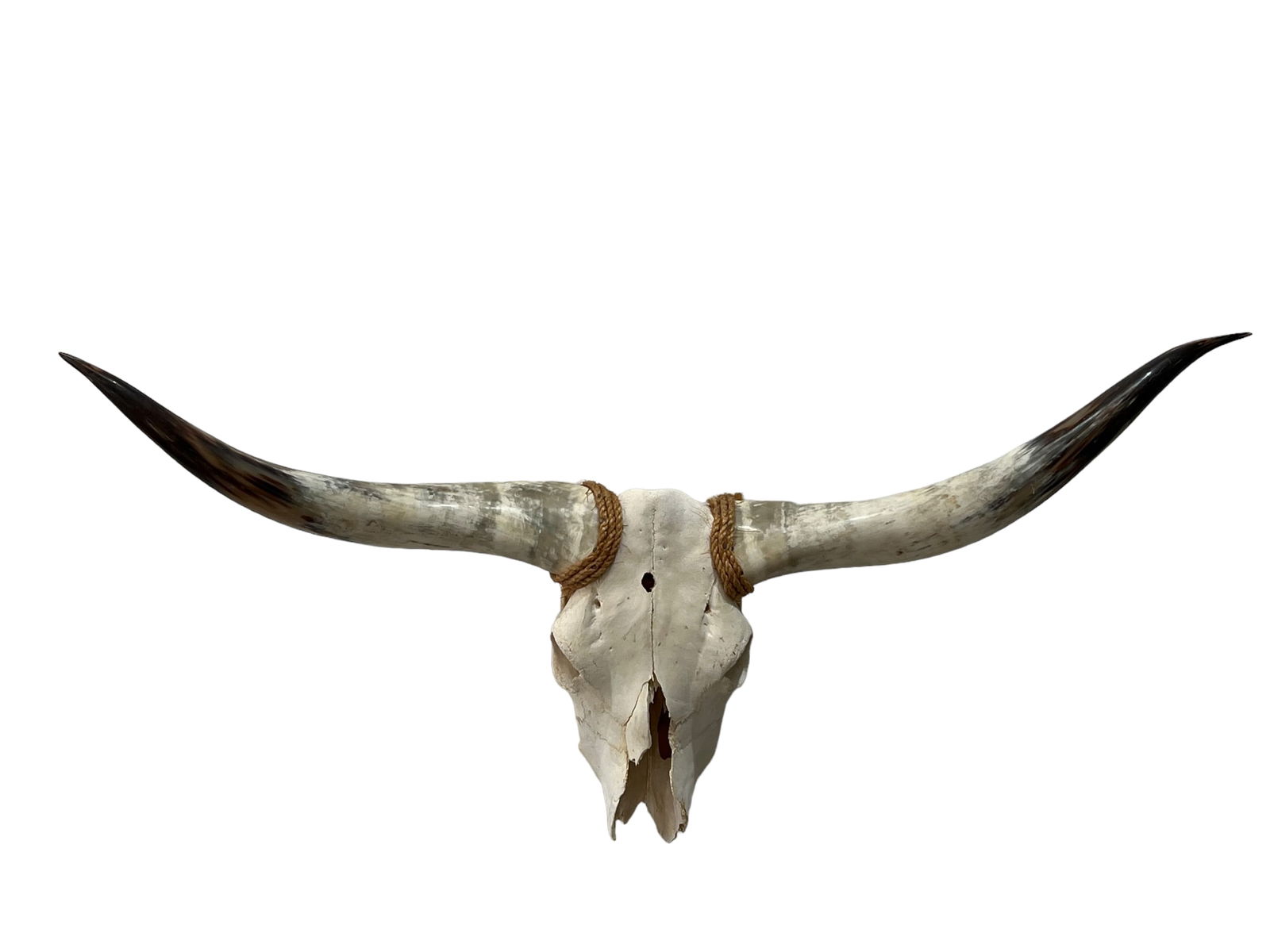 Cow Skull 19"H, 45"L, 8"W (1 of 6)