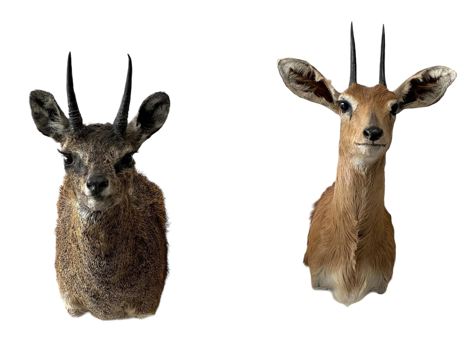 2 PC Mounted Taxidermy 18"H, 6"L, 13"W   /   18 1/2"H, 5"W, 10"L (1 of 10)
