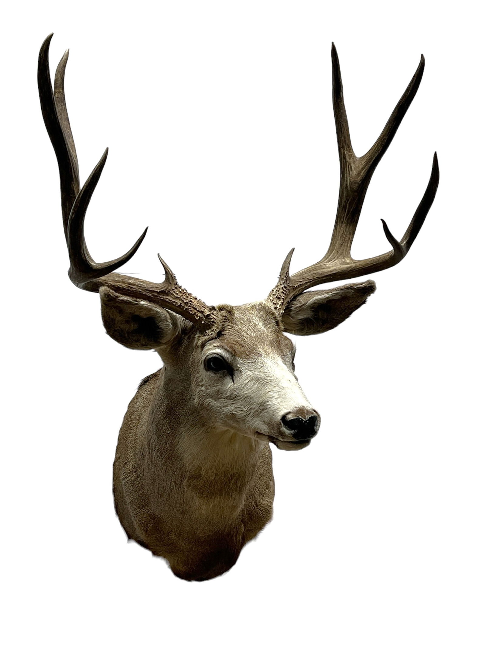 Deer Mount 45 1/4"H, 34"L, 14 1/2"W (1 of 8)