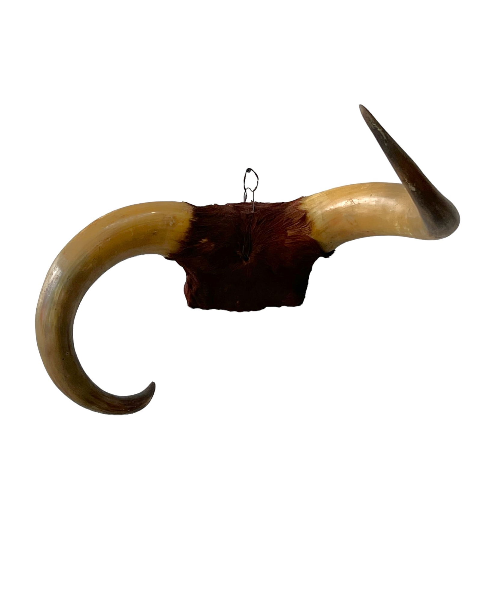 Mounted Steer Horns 20"H, 25"L, 21"W (1 of 7)