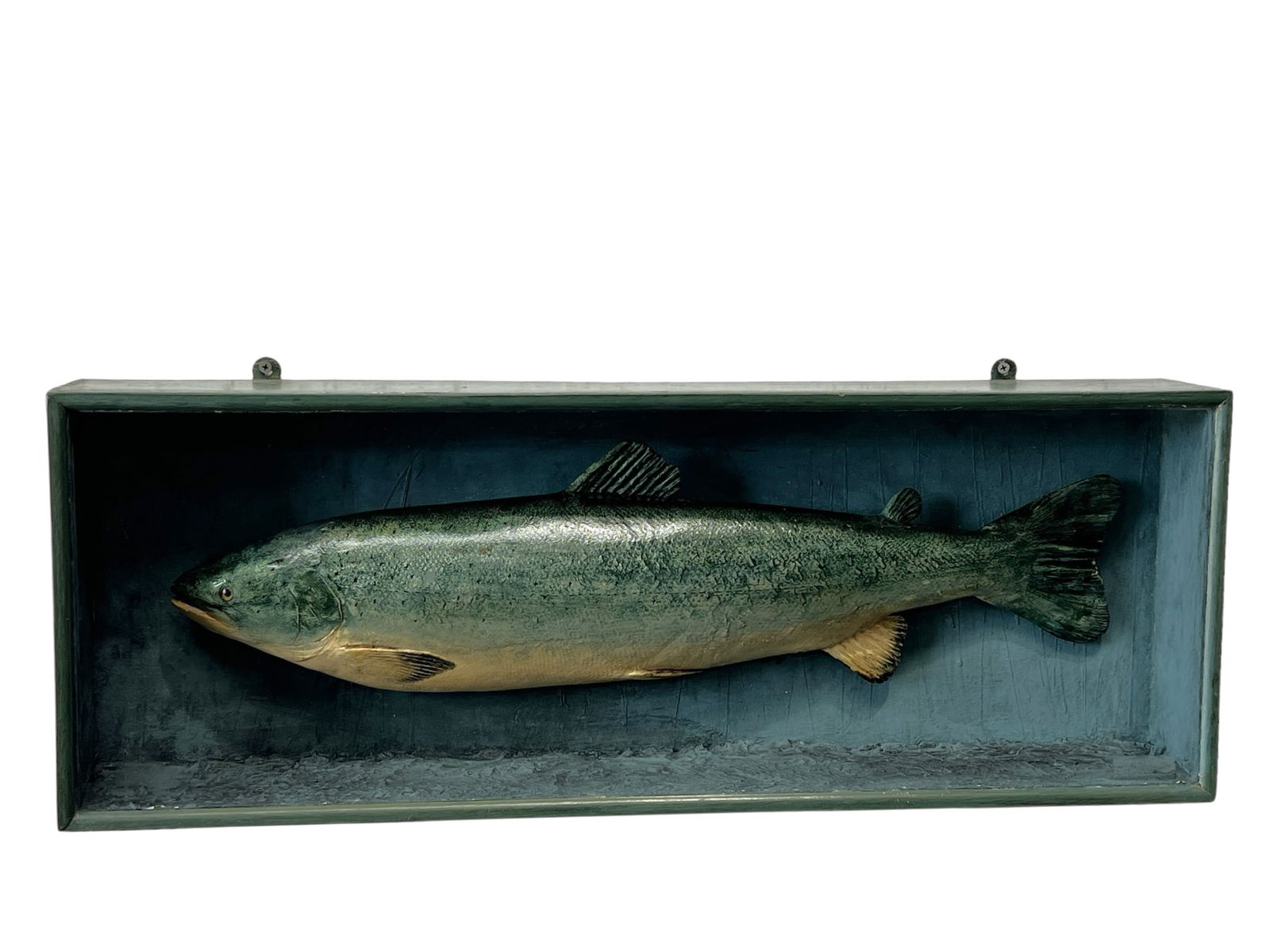 Mounted Fish in Display Case 11 1/4"H, 30 1/2"L, 5"W (1 of 8)