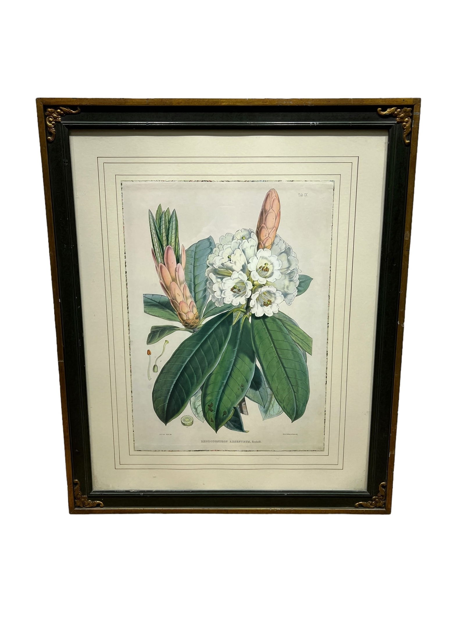 Framed Botanical Print 39 1/2"H   x   32 1/2"L (1 of 8)