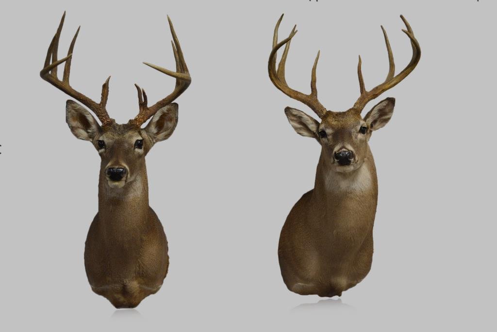 Deer Mount X-2 36 1/2"H,  17"(antlers), (1 of 1)