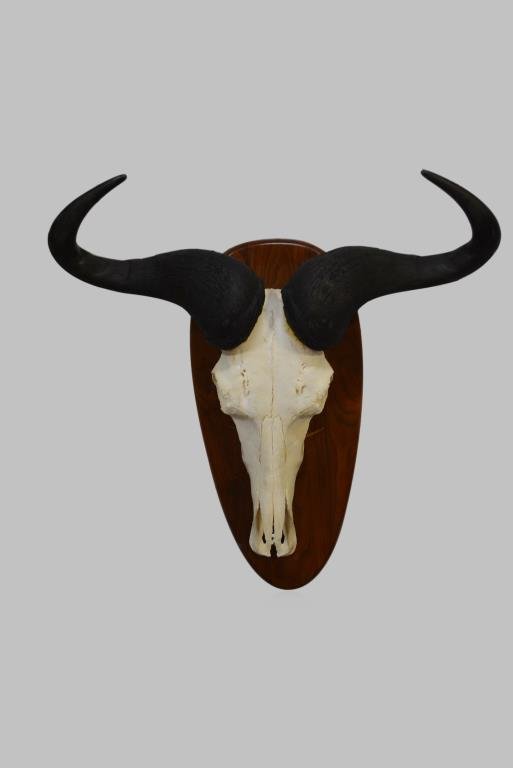 Water Buffalo Mount 25 3/4"H,   25 1/4"L,  8 1/2"W (1 of 1)