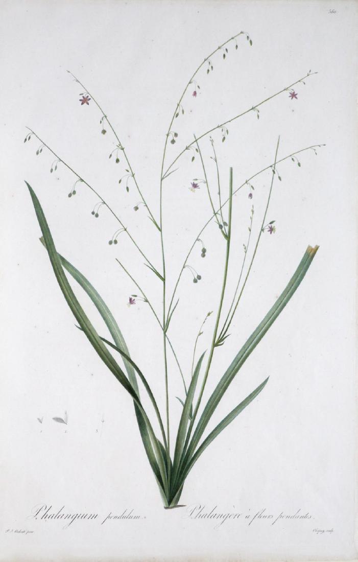 Pierre Joseph Redoute - Phalangium Pendulum (1 of 3)