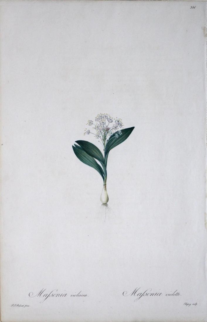 Pierre Joseph Redoute - Malsonia Violacea (1 of 2)