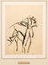Willem De Kooning - II (For Frank O'Hara)