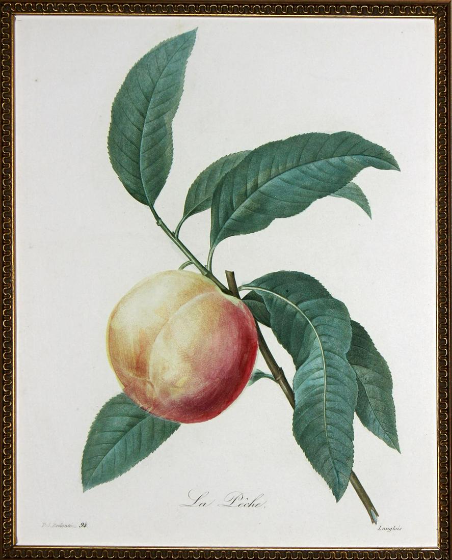 Pierre Joseph Redoute - The Peach (1 of 1)