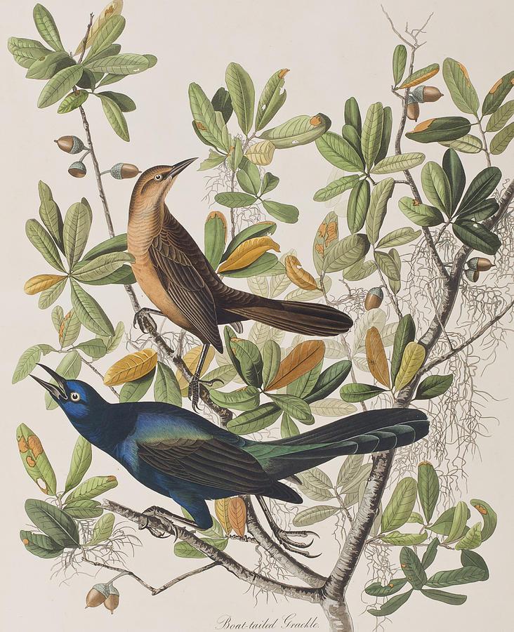 John James Audubon (After) - Boat-tailed Grackle (1 of 1)