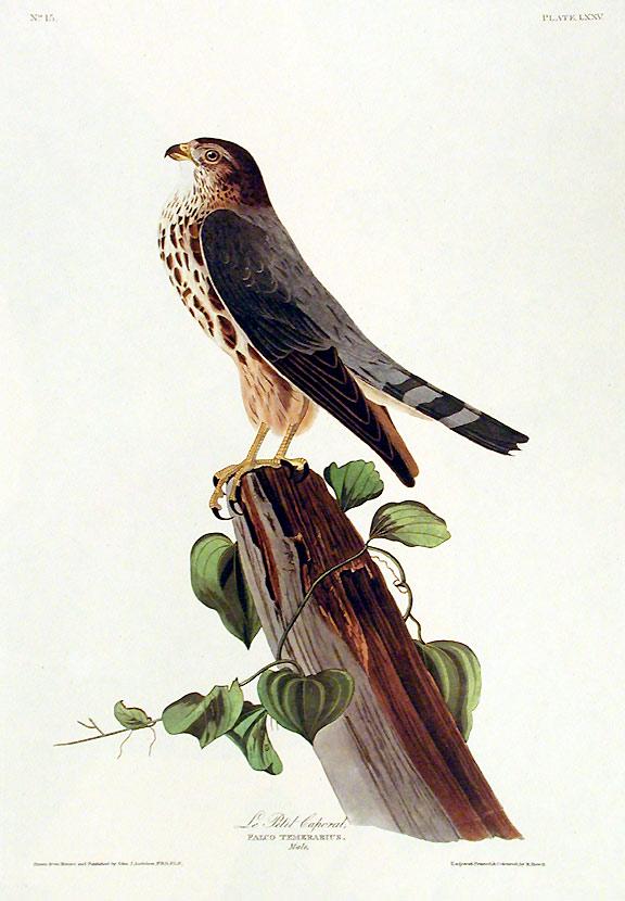 John James Audubon (After) - Le Petit Caporal (1 of 1)