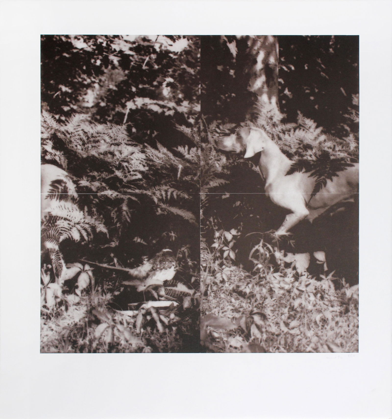 William Wegman - Untitled (1 of 1)